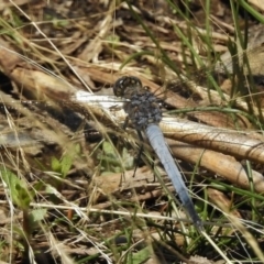 Orthetrum caledonicum at Paddys River, ACT - 18 Dec 2016