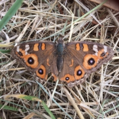 Junonia villida (Meadow Argus) at Deakin, ACT - 23 Dec 2016 by jks