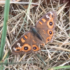 Junonia villida at Deakin, ACT - 23 Dec 2016