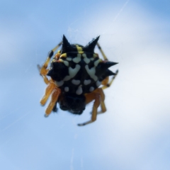 Austracantha minax (Christmas Spider, Jewel Spider) at Gungahlin, ACT - 22 Dec 2016 by CedricBear