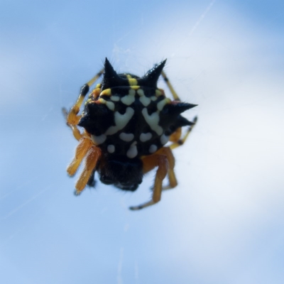 Austracantha minax (Christmas Spider, Jewel Spider) at Gungahlin, ACT - 22 Dec 2016 by CedricBear
