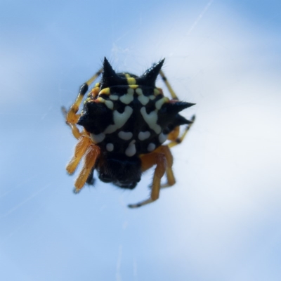 Austracantha minax (Christmas Spider, Jewel Spider) at Mulligans Flat - 22 Dec 2016 by CedricBear