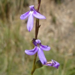 Lobelia browniana at Canberra Central, ACT - 23 Dec 2016