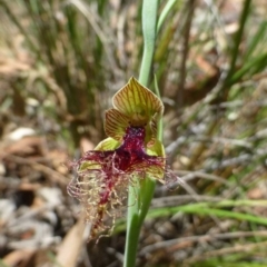 Calochilus therophilus (Late Beard Orchid) at Aranda, ACT - 22 Dec 2016 by RWPurdie