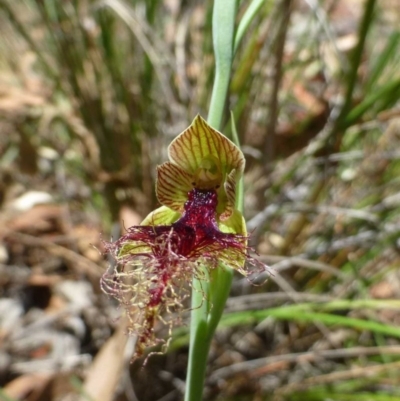 Calochilus therophilus (Late Beard Orchid) at Aranda, ACT - 22 Dec 2016 by RWPurdie