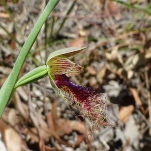 Calochilus therophilus at Aranda, ACT - 23 Dec 2016