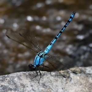 Diphlebia nymphoides at Tennent, ACT - 19 Dec 2015 01:40 PM