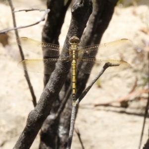 Orthetrum caledonicum at Bruce, ACT - 23 Dec 2016 03:10 PM