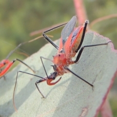 Gminatus australis (Orange assassin bug) at Paddys River, ACT - 30 Nov 2016 by MichaelBedingfield