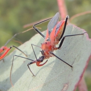 Gminatus australis at Paddys River, ACT - 30 Nov 2016 06:46 PM