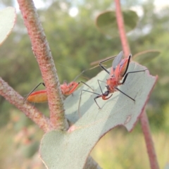 Gminatus australis at Paddys River, ACT - 30 Nov 2016 06:46 PM