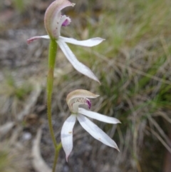 Caladenia moschata (Musky Caps) at Paddys River, ACT - 19 Nov 2016 by galah681