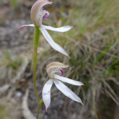 Caladenia moschata (Musky Caps) at Paddys River, ACT - 19 Nov 2016 by galah681