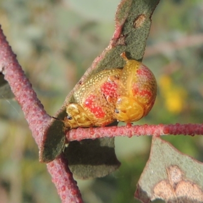 Paropsisterna fastidiosa (Eucalyptus leaf beetle) at Paddys River, ACT - 30 Nov 2016 by michaelb