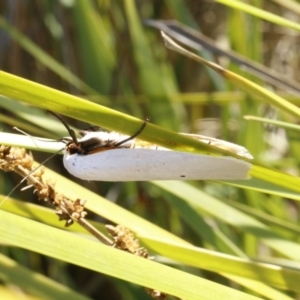 Maroga melanostigma at Bruce, ACT - 23 Dec 2016