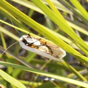 Maroga melanostigma at Bruce, ACT - 23 Dec 2016