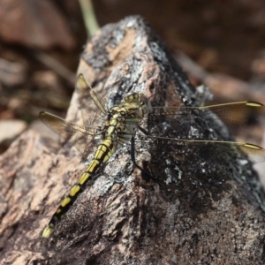 Orthetrum caledonicum at Red Hill, ACT - 18 Dec 2016