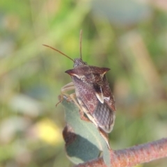 Oechalia schellenbergii (Spined Predatory Shield Bug) at Paddys River, ACT - 30 Nov 2016 by MichaelBedingfield