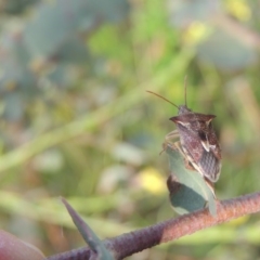 Oechalia schellenbergii at Paddys River, ACT - 30 Nov 2016 07:01 PM