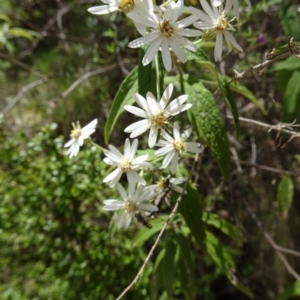 Olearia lirata at Paddys River, ACT - 19 Nov 2016