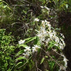 Olearia lirata at Paddys River, ACT - 19 Nov 2016