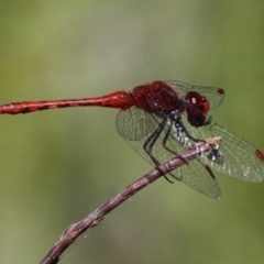 Diplacodes bipunctata (Wandering Percher) at Cotter Reservoir - 18 Dec 2016 by HarveyPerkins