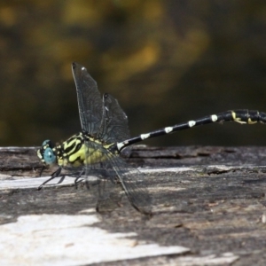 Hemigomphus heteroclytus at Uriarra Village, ACT - 18 Dec 2016