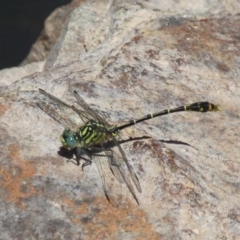 Austrogomphus australis (Inland Hunter) at Uriarra Village, ACT - 18 Dec 2016 by HarveyPerkins