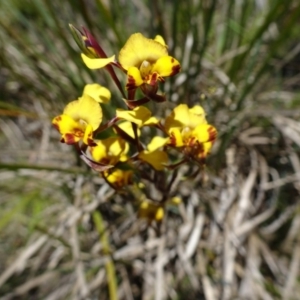 Diuris semilunulata at Paddys River, ACT - 19 Nov 2016