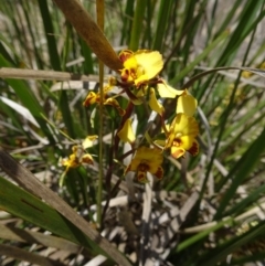 Diuris semilunulata at Paddys River, ACT - 19 Nov 2016