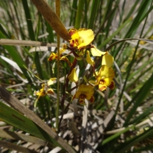 Diuris semilunulata at Paddys River, ACT - 19 Nov 2016