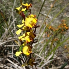 Diuris semilunulata at Paddys River, ACT - 19 Nov 2016