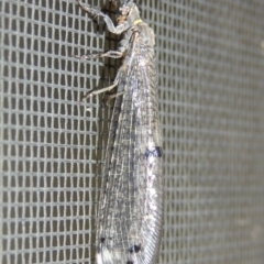 Bandidus canifrons (An Antlion Lacewing) at Conder, ACT - 29 Nov 2016 by michaelb