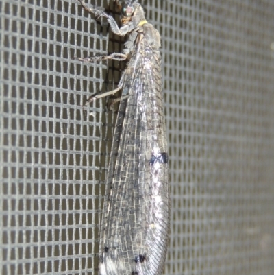 Bandidus canifrons (An Antlion Lacewing) at Conder, ACT - 29 Nov 2016 by michaelb