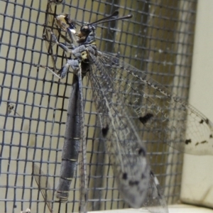 Bandidus canifrons at Conder, ACT - 30 Nov 2016 12:08 AM
