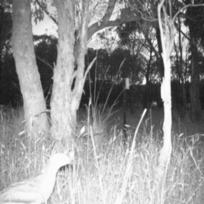 Burhinus grallarius (Bush Stone-curlew) at Gungahlin, ACT - 23 Dec 2016 by MulligansFlat1