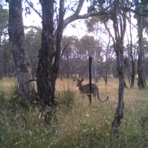 Macropus giganteus at Gungahlin, ACT - 23 Dec 2016