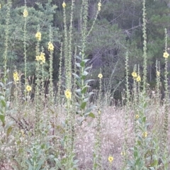 Verbascum virgatum (Green Mullein) at Isaacs, ACT - 23 Dec 2016 by Mike