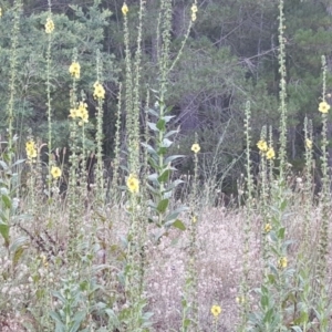 Verbascum virgatum at Isaacs, ACT - 24 Dec 2016