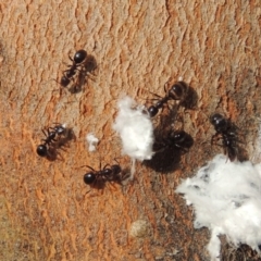 Papyrius nitidus (Shining Coconut Ant) at Paddys River, ACT - 30 Nov 2016 by michaelb