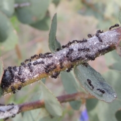 Eriococcus confusus (Gumtree scale) at Paddys River, ACT - 30 Nov 2016 by michaelb