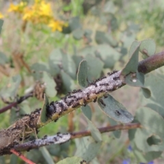 Eriococcus confusus at Paddys River, ACT - 30 Nov 2016