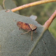 Brunotartessus fulvus (Yellow-headed Leafhopper) at Paddys River, ACT - 30 Nov 2016 by michaelb