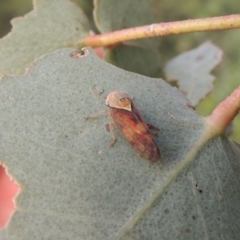 Brunotartessus fulvus at Paddys River, ACT - 30 Nov 2016