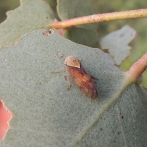 Brunotartessus fulvus at Paddys River, ACT - 30 Nov 2016