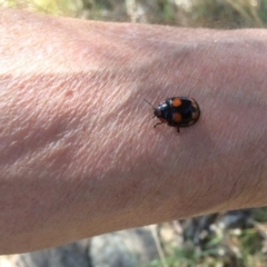 Paropsisterna beata (Blessed Leaf Beetle) at Wallaroo, NSW - 12 Dec 2016 by DaveW