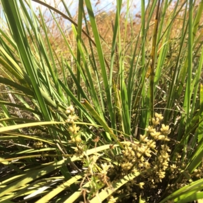 Lomandra multiflora (Many-flowered Matrush) at Wallaroo, NSW - 12 Dec 2016 by DaveW