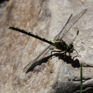 Austrogomphus guerini at Uriarra Village, ACT - 18 Dec 2016