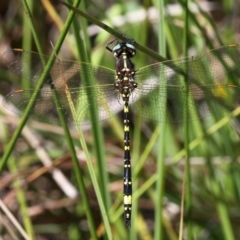 Synthemis eustalacta (Swamp Tigertail) at Cotter River, ACT - 28 Feb 2016 by HarveyPerkins