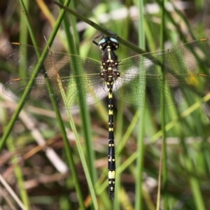 Synthemis eustalacta at Cotter River, ACT - 28 Feb 2016 12:08 PM